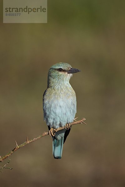 Ostafrika  Serengeti Nationalpark  Afrika  Tansania