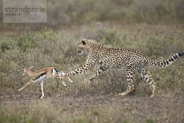 Ostafrika  Gepard  Acinonyx jubatus  nachlaufen  Serengeti Nationalpark  Afrika  Baby  junges Raubtier  junge Raubtiere  Gazelle  Tansania