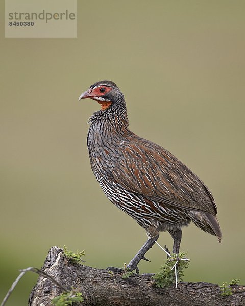 Ostafrika grau Serengeti Nationalpark Afrika Tansania