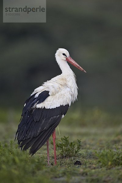 Ostafrika  Serengeti Nationalpark  Afrika  Tansania