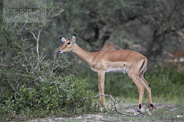 Ostafrika  Serengeti Nationalpark  Afrika  Tansania