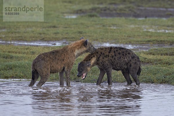 Ostafrika  2  Punkt  Serengeti Nationalpark  Afrika  Hyäne  Tansania