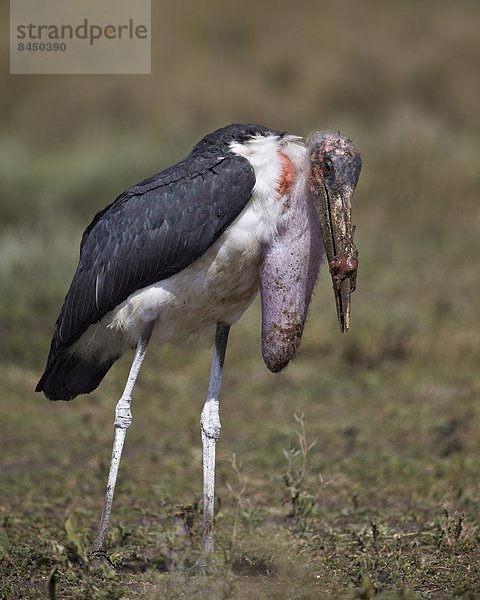 Ostafrika  Marabu  Leptoptilos crumeniferus  Nutzpflanze  Serengeti Nationalpark  Afrika  voll  Storch  Tansania