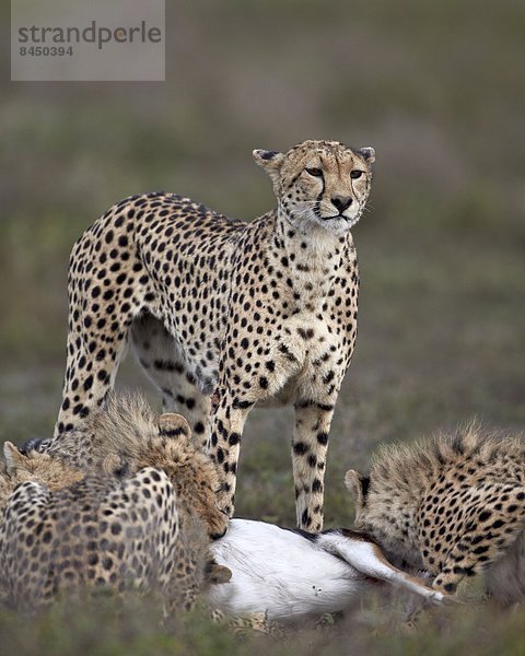 Ostafrika  Gepard  Acinonyx jubatus  töten  3  Jungtier  Serengeti Nationalpark  Mutter - Mensch  Afrika  Tansania