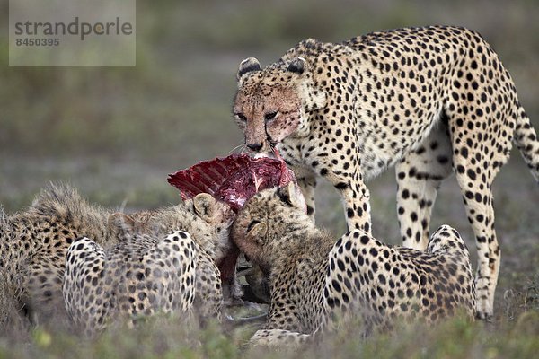 Ostafrika  Gepard  Acinonyx jubatus  töten  Serengeti Nationalpark  Afrika  Tansania