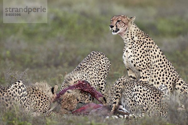 Ostafrika  Gepard  Acinonyx jubatus  töten  Serengeti Nationalpark  Afrika  Tansania