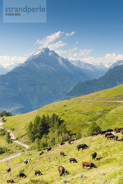 Hausrind  Hausrinder  Kuh  Europa  Tal  Herde  Herdentier  Aostatal  Alpen  Italien