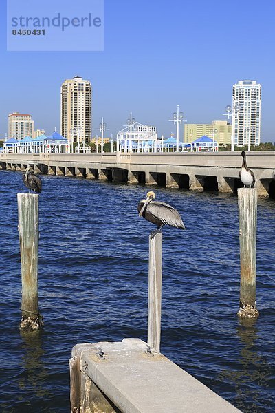 Vereinigte Staaten von Amerika  USA  Nordamerika  Florida  Tampa