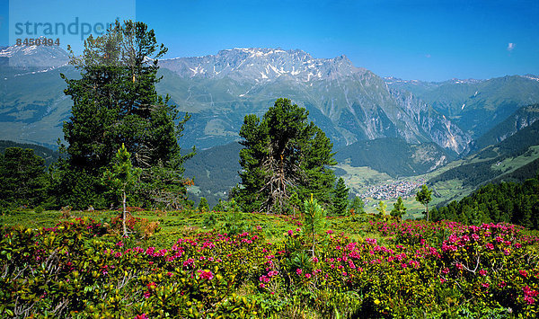 Nauders mit Almrosen und Zirbelkiefern  Tirol  Österreich