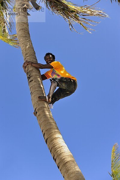 Ostafrika  Mann  Baum  Palme  übergeben  Afrika  klettern  Tansania  Sansibar