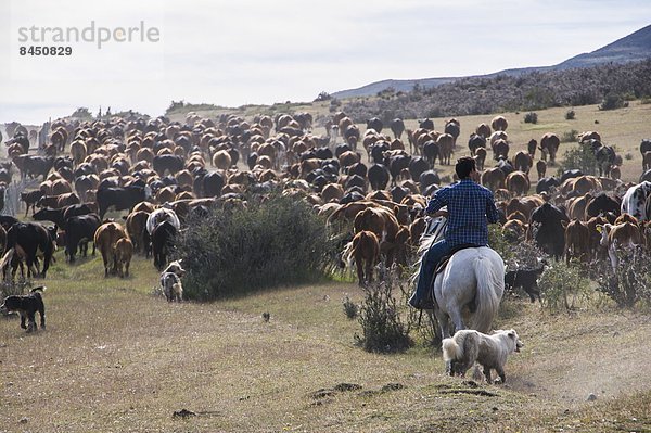 Herde  Herdentier  Rind  Chile  Patagonien  Südamerika