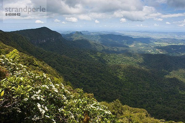 über  Pazifischer Ozean  Pazifik  Stiller Ozean  Großer Ozean  Ansicht  Australien  New South Wales  Springbrook