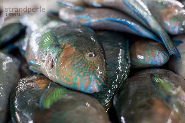 Fisch Pisces Papageifisch Pflanzenfresser wichtig verkaufen Südostasien Asien Ökosystem Malaysia Markt Riff Sabah