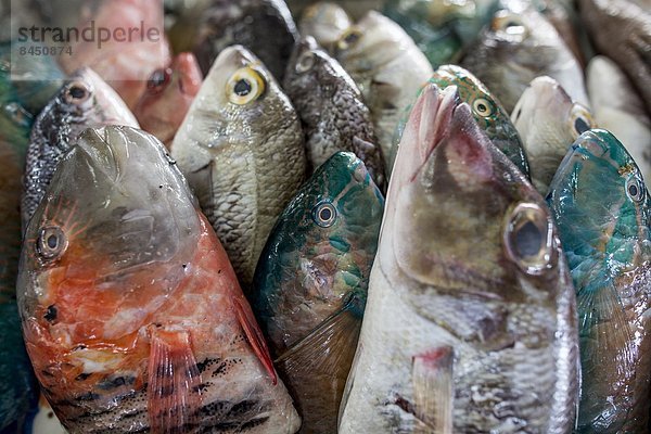 Fisch  Pisces  verkaufen  Südostasien  Asien  Kollektion  Malaysia  Markt  Sabah