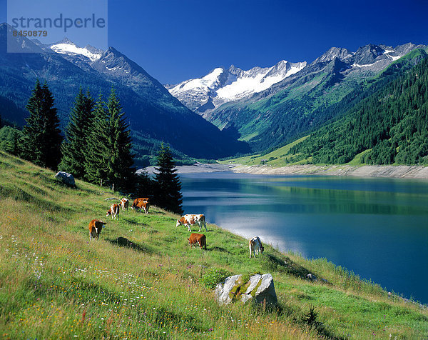 Bergsee mit Kühen und Reichenspitze  Zillertaler Alpen  Österreich