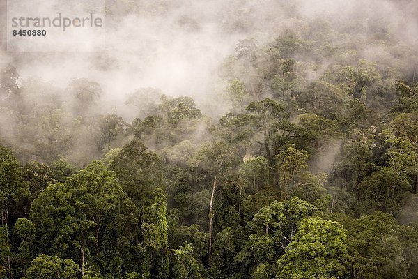 aufwärts  Dunst  Tal  Wald  Regen  Baldachin  Südostasien  Asien  Malaysia  Sabah