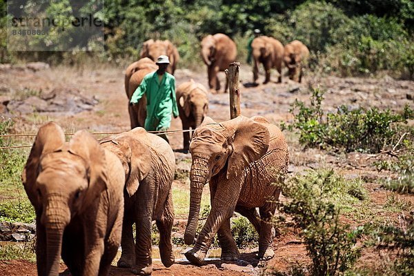 Ostafrika  Nairobi  Hauptstadt  nehmen  Elefant  Afrika  Elfenbein  Kenia