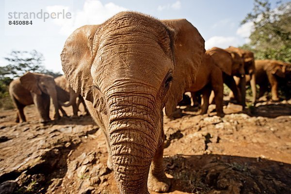 Ostafrika  Nairobi  Hauptstadt  Elefant  Afrika  Kenia