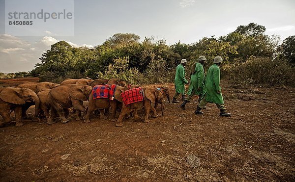 Ostafrika  Nairobi  Hauptstadt  Nacht  führen  Elefant  Afrika  Kenia  Blei