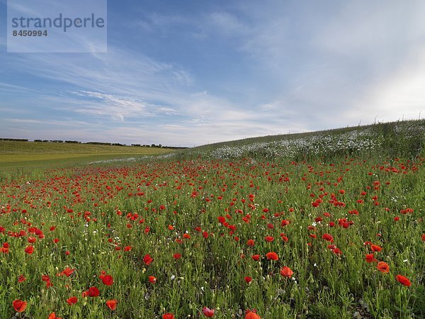 nahe  Europa  Großbritannien  Feld  Norfolk  England  Markt  Mohn