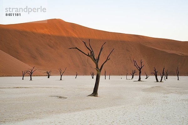 Menschlicher Vater  Baum  über  Turm  groß  großes  großer  große  großen  Düne  Namibia  Pfanne  Akazie  Afrika  Lehm