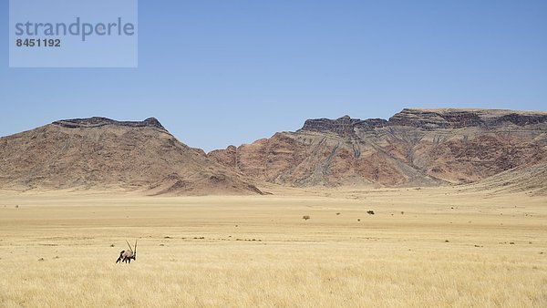 Namibia  gehen  Namib  Afrika