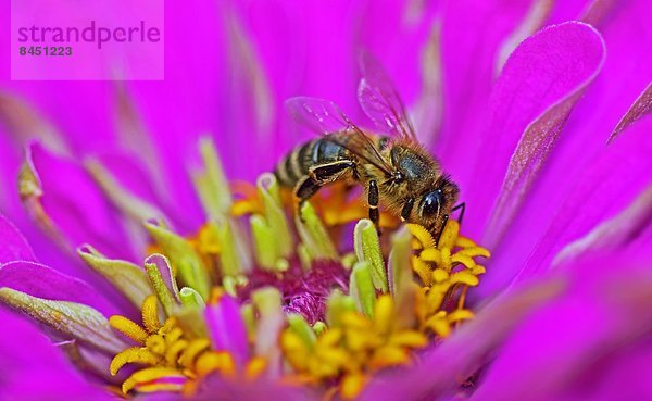 Honigbiene (Apis mellifera) auf einer Blüte