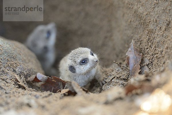 Zwei Erdmännchen-Babies (Suricata suricatta) vor ihrem Bau