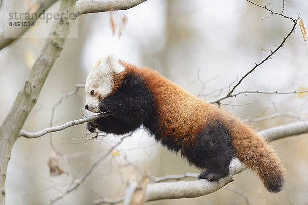 Junger Kleiner Panda (Ailurus fulgens) auf einem Ast