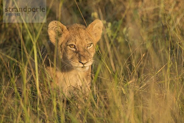 Südliches Afrika  Südafrika  Löwenjunges  Kruger Nationalpark  Afrika