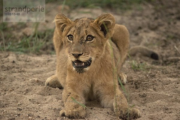 Südliches Afrika  Südafrika  Löwenjunges  Kruger Nationalpark  Afrika