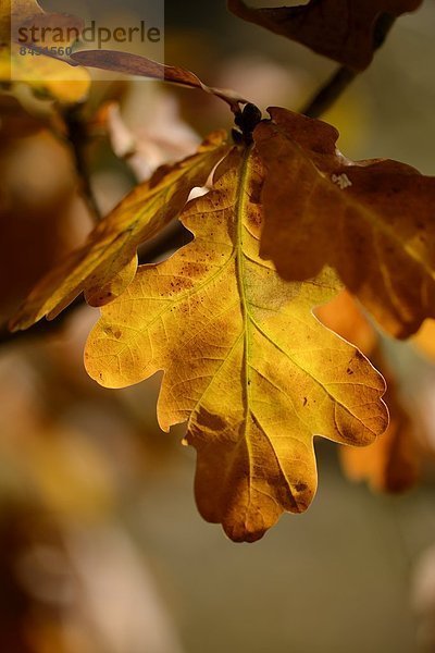 Herbst Eiche