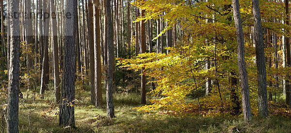 Wald im Herbst  Oberpfalz  Baysrn  Deutschland
