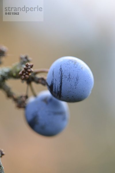 Früchte des Schlehdorns (Prunus spinosa) im Herbst