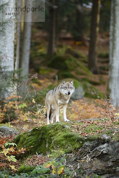 Wolf (Canis lupus lupus) im Bayerischen Wald  Deutschland