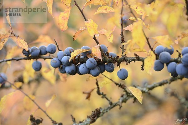 Früchte des Schlehdorns (Prunus spinosa) im Herbst