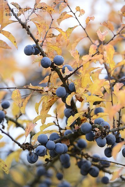 Früchte des Schlehdorns (Prunus spinosa) im Herbst