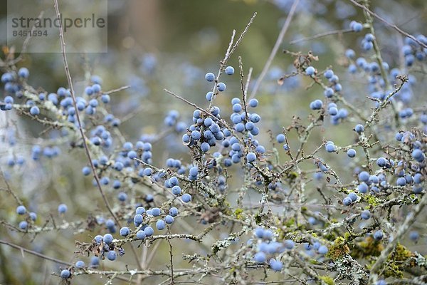 Früchte des Schlehdorns (Prunus spinosa) im Herbst