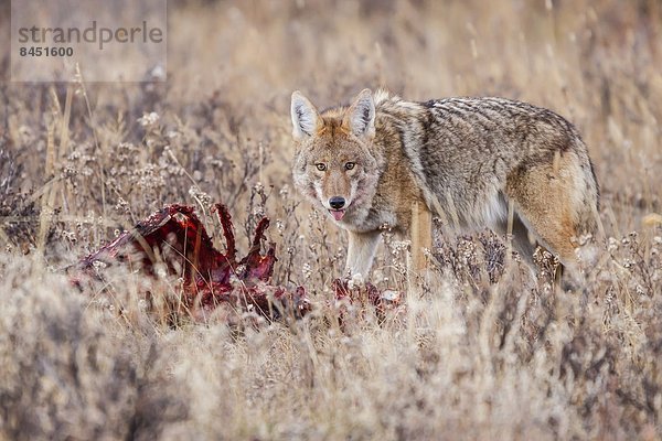 Vereinigte Staaten von Amerika  USA  Elch  Alces alces  Kojote  Canis latrans  Berg  Felsen  Nordamerika  Kadaver  Colorado  füttern