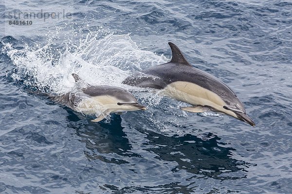 Delphin  Delphinus delphis  nahe  springen  weiß  lang  langes  langer  lange  Insel  Pazifischer Ozean  Pazifik  Stiller Ozean  Großer Ozean  Schnabel  neuseeländische Nordinsel  Dalbe  Neuseeland