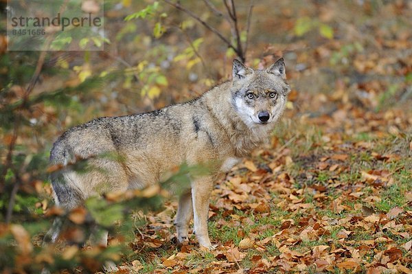 Wolf (Canis lupus lupus) im Bayerischen Wald  Deutschland