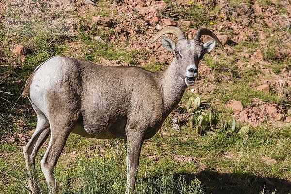 Vereinigte Staaten von Amerika  USA  Schaf  Ovis aries  Wüste  Nordamerika  Dickhornschaf  Ovis canadensis  Zion Nationalpark  Erwachsener  Utah