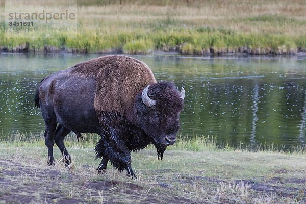 Vereinigte Staaten von Amerika  USA  Nordamerika  Bewegung  Einsamkeit  Büffel  Yellowstone Nationalpark  UNESCO-Welterbe  Bison  Wyoming