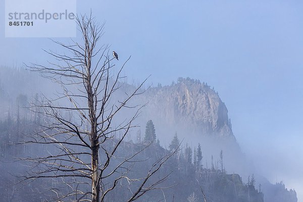 Vereinigte Staaten von Amerika  USA  Fischadler  Pandion haliaetus  Fluss  Nordamerika  vorwärts  UNESCO-Welterbe  Yellowstone Nationalpark  Madison  Wyoming