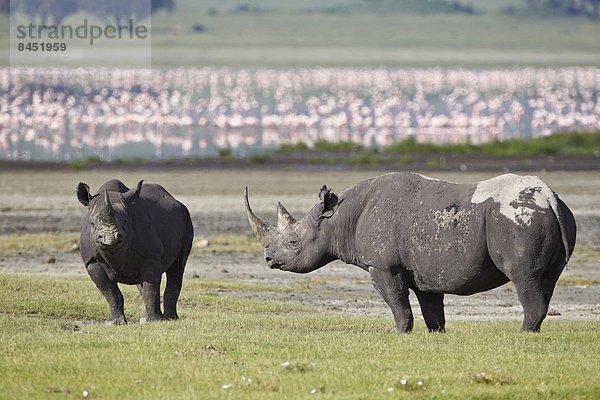 Ostafrika  schwarz  2  Afrika  Ngorongoro Crater  Nashorn  Tansania