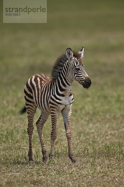 Ostafrika Fohlen Füllen klar Steppenzebra Equus quagga Afrika Ngorongoro Crater Tansania Zebra equus burchelli Zebra