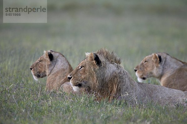 Ostafrika  Raubkatze  Löwe  Panthera leo  2  jung  Afrika  Löwe - Sternzeichen  Ngorongoro Crater  Tansania