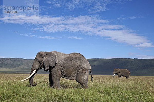 Ostafrika  Bulle  Stier  Stiere  Bullen  Elefant  2  UNESCO-Welterbe  Afrika  Ngorongoro Crater  Tansania