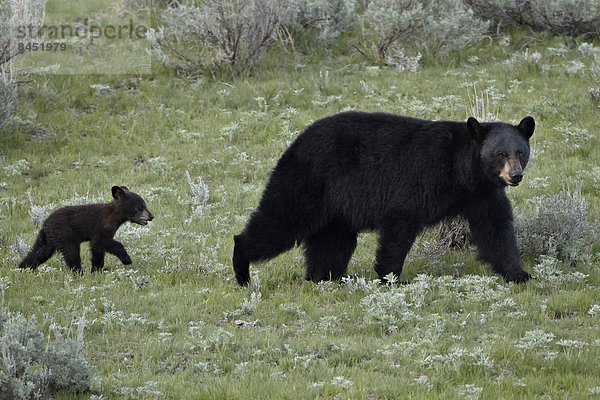 Vereinigte Staaten von Amerika  USA  Bär  Sau  schwarz  Nordamerika  Yellowstone Nationalpark  junges Raubtier  junge Raubtiere  Wyoming  Jahr