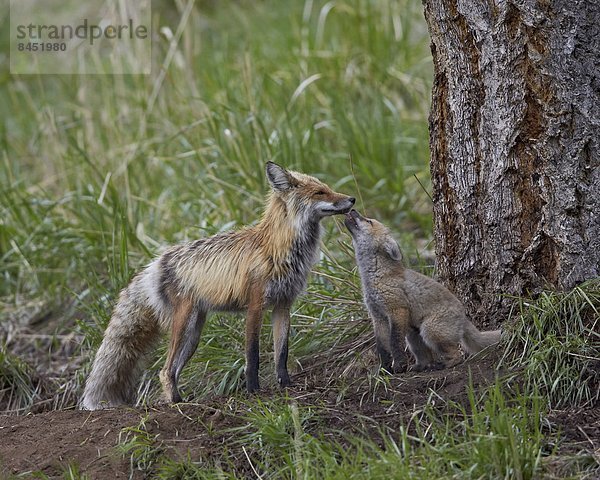 Vereinigte Staaten von Amerika  USA  lecken  Nordamerika  rot  Gegenstand  Menschlicher Vater  Yellowstone Nationalpark  Fuchs  Wyoming